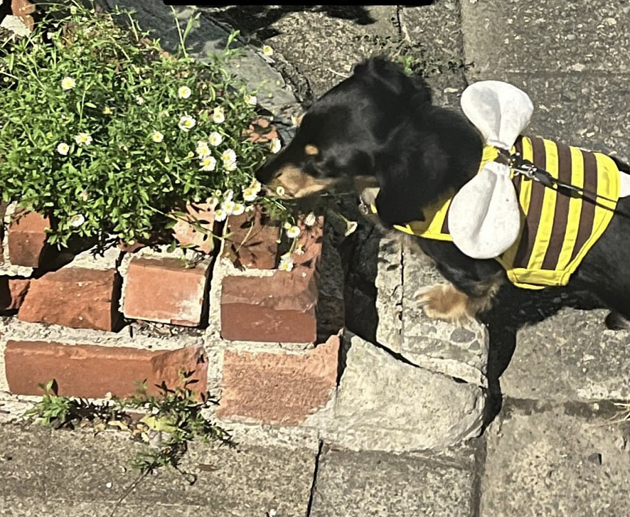 涼しくなったわん